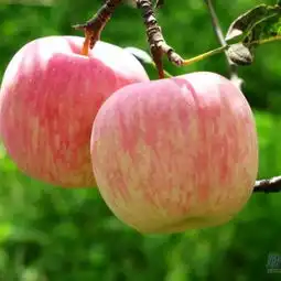 供应苹果苗,供应果树苗,供应绿化苗旺运苗木供应商泰安高新区旺运苗木中心