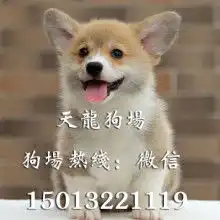 西安君鹏犬舍
