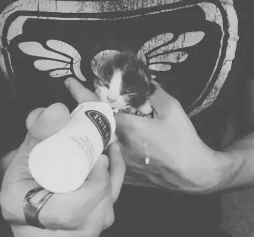后院突然冒出24只小奶猫,完全招架不住行吧那就当个猫奴吧