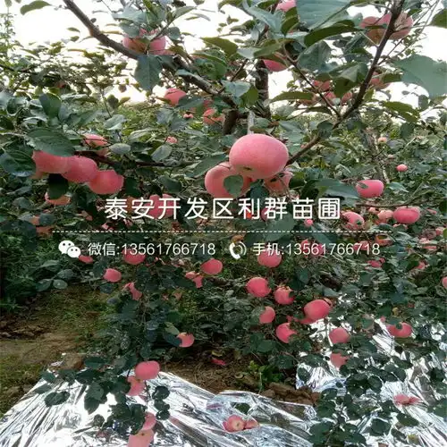 新品种出售梨苗价格-黄页88网
