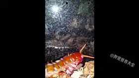 栉蚕捕食盲蛛