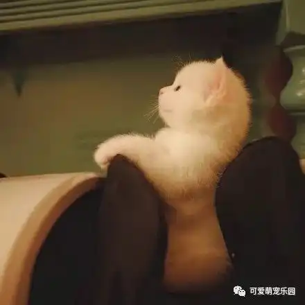 喵星人的战斗,谁才是最后的赢家呢