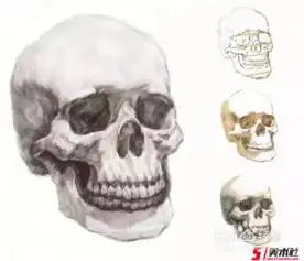 素描怎么找明暗交界线呢