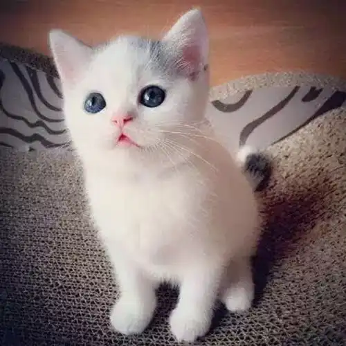 小奶猫不吃猫粮怎么办刚出生的小猫几天可以走路