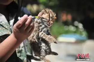 呆萌小豹猫亮相云南野生动物园