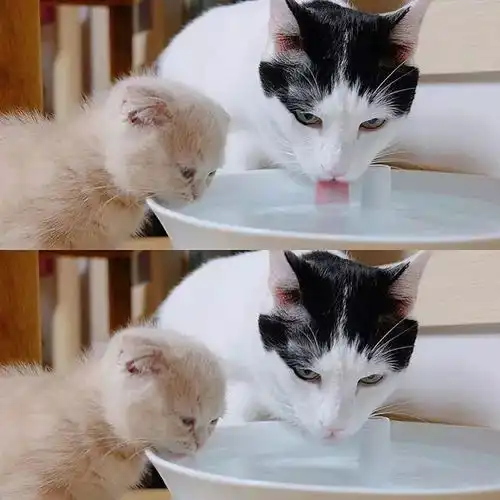 养小奶猫,真的会死人吗