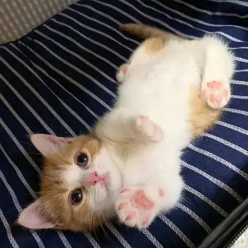 猫咪睡觉四仰八叉,呆萌睡姿吸引数万粉丝,一夜成网红