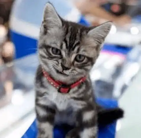 她们只是一群热心的小猫咪罢了