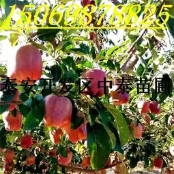 鹰潭苹果苗图片