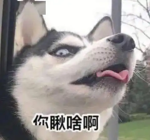 拆家狗狗排行榜,除了哈士奇,还有它们