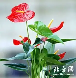 中国花卉医院