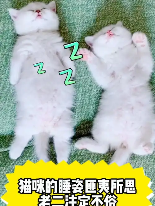 小奶猫这睡姿还真是匪夷所思