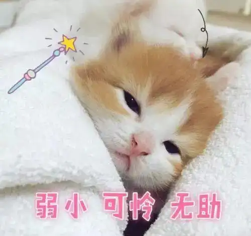 你会让猫咪上床么