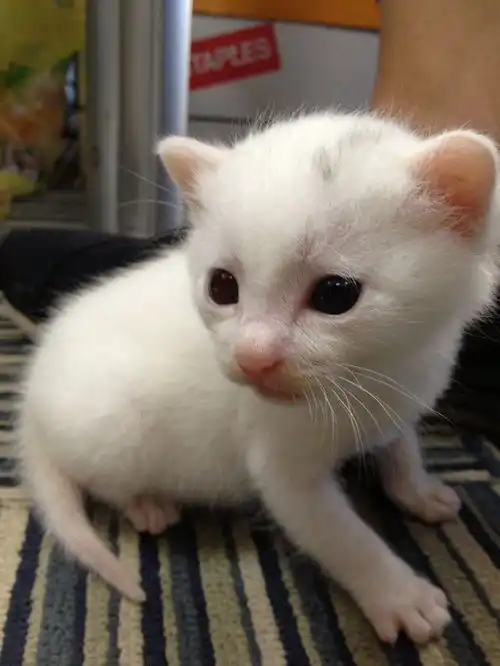 更新小奶猫图,内有便便图请慎入求助求助捡到的奶猫便便很粘稠,不成形,要不要紧啊