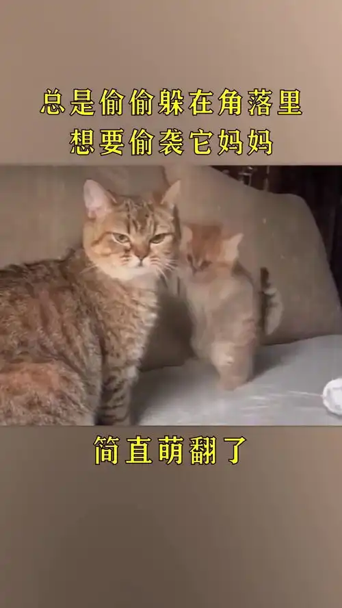 小奶猫发现偷袭没用后,就开启卖萌攻势