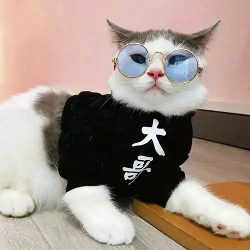 宠物卧室位置弄不好,要么旺你,要么害你