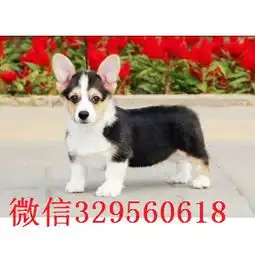黄石去哪里买带血统柯基小狗带血统柯基犬疫苗驱虫已做