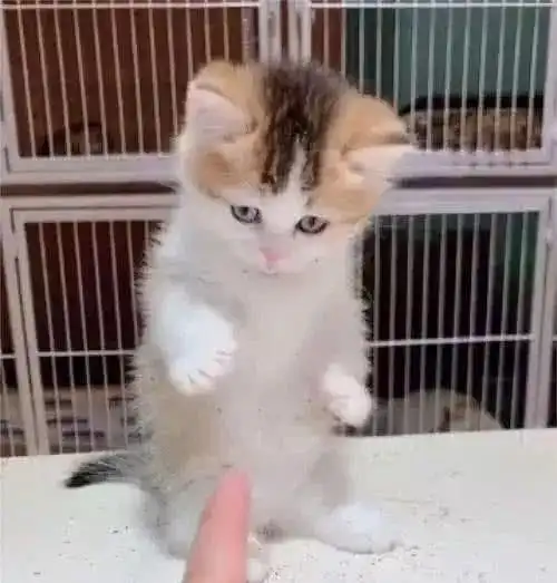 小奶猫只有巴掌大小,主人用手一指,小反应把老夫的魂儿都勾走了