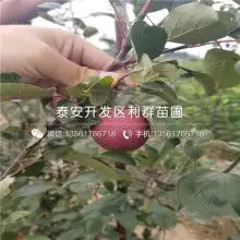 2018桃树价格报价桃树批发黄页88园林网