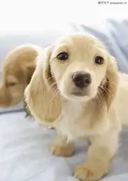 宠物狗狗0001