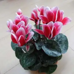 春节必备的3种年宵花,叶片绿花色艳,观赏性高,你养了吗