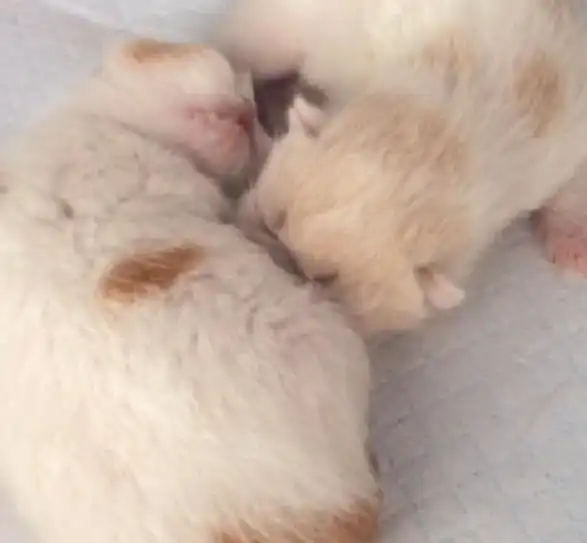 两只小奶猫,大家喜欢吗