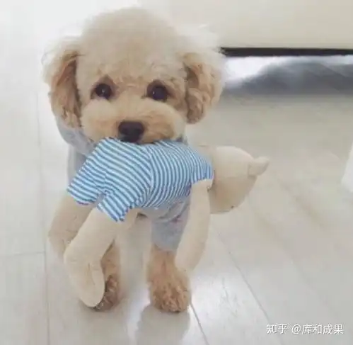 狗狗除了狗粮还可以吃什么狗罐头真的好吗