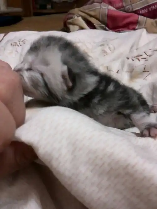 卖萌啦小奶猫一堆