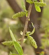 深加工类供求