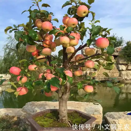 家里有空地,不要浪费,种种果树,不贵还好养,营养价值高