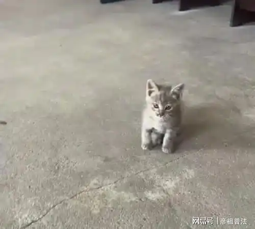 男孩捡到小奶猫被老师叫到办公室问话吓哭,下一秒很暖心