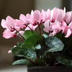 秋天入手这几种花春节期间开花不断家里喜庆吉祥