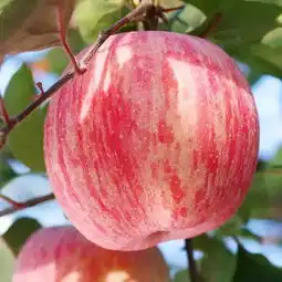 苹果园子丨3氮6磷8月钾,苹果树到了施钾肥的时候了你还不知道