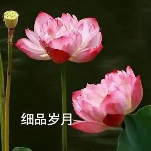 7月必备100张头像,换上有好运