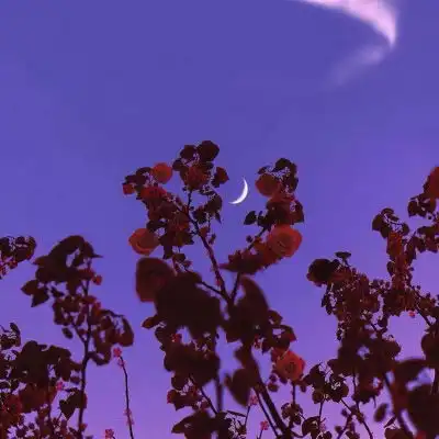 中老年微信头像50岁60岁风景花朵图片大全