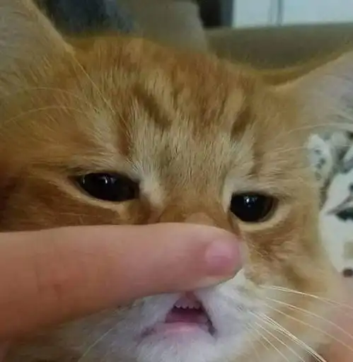 小奶猫鼻子被摁住,表情却很陶醉,主人很疑惑不是呼吸困难吗