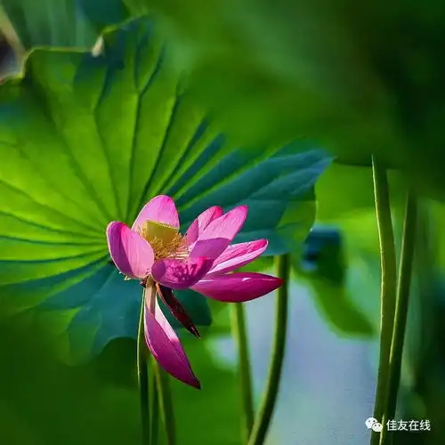 从入门到精通大师教你拍荷花