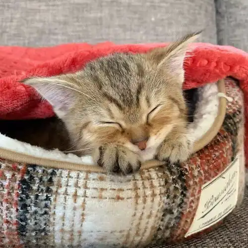 小奶猫的睡姿怎么能辣么萌