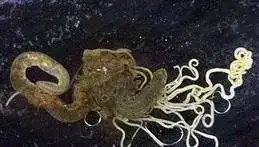 细数18种偷渡到海缸中的怪物