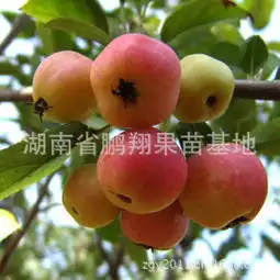 精品李子树苗芙蓉李李子苗嫁接苗特优珍奇大,汁多味甜,松脆爽口供应商精品李子树苗芙蓉李李子苗嫁接苗特优珍奇大