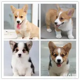 短脚威尔士柯基犬聪明镇定忠诚友爱健康纯种保证