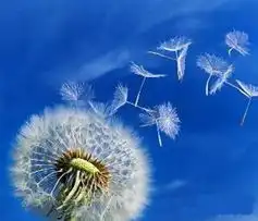 达真堪布懂得佛理但是不去修持,还是烦恼痛苦