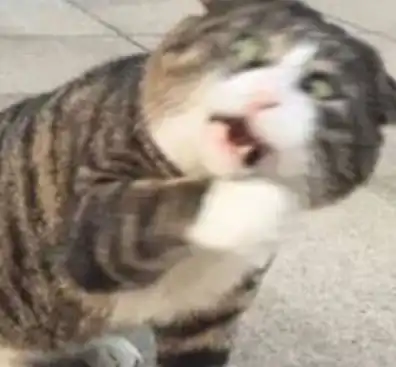 那些沙雕的猫猫狗狗们