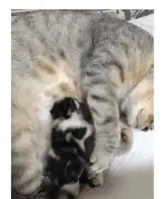小奶猫和兄弟抢奶吃,一边吃一边打,网友都消化掉了,白吃了