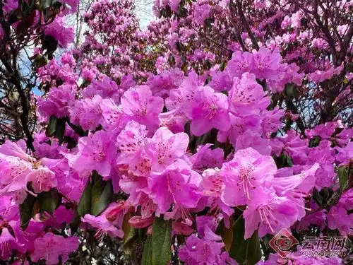 云南的花花世界高山杜鹃从文化传承到亿元产业