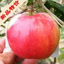 2019红肉苹果价格行情批发多少钱红肉苹果图片第12页黄页88水果批发网