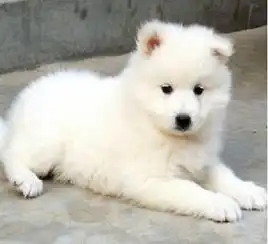 可爱萌犬萨摩耶出售正规犬舍繁殖可签售后协议
