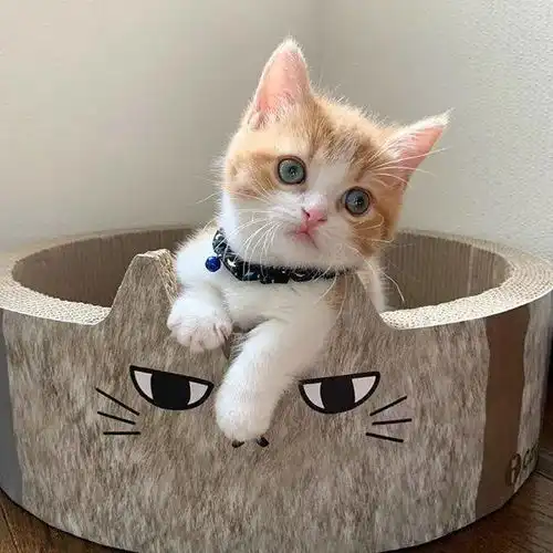 怎么会有这么可爱的猫咪