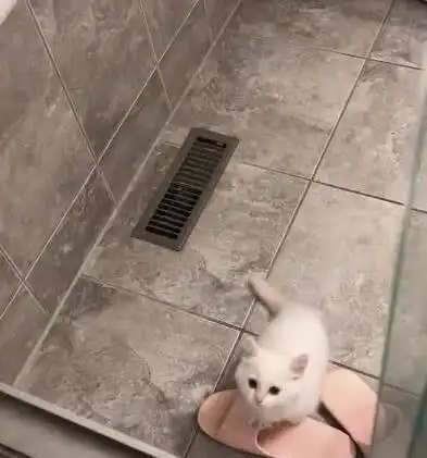 天啊,怎么能让家里的小奶猫知道,我只是在洗澡并没有危险
