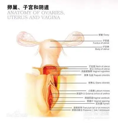 从原理到手段,靠谱且适合你的避孕措施